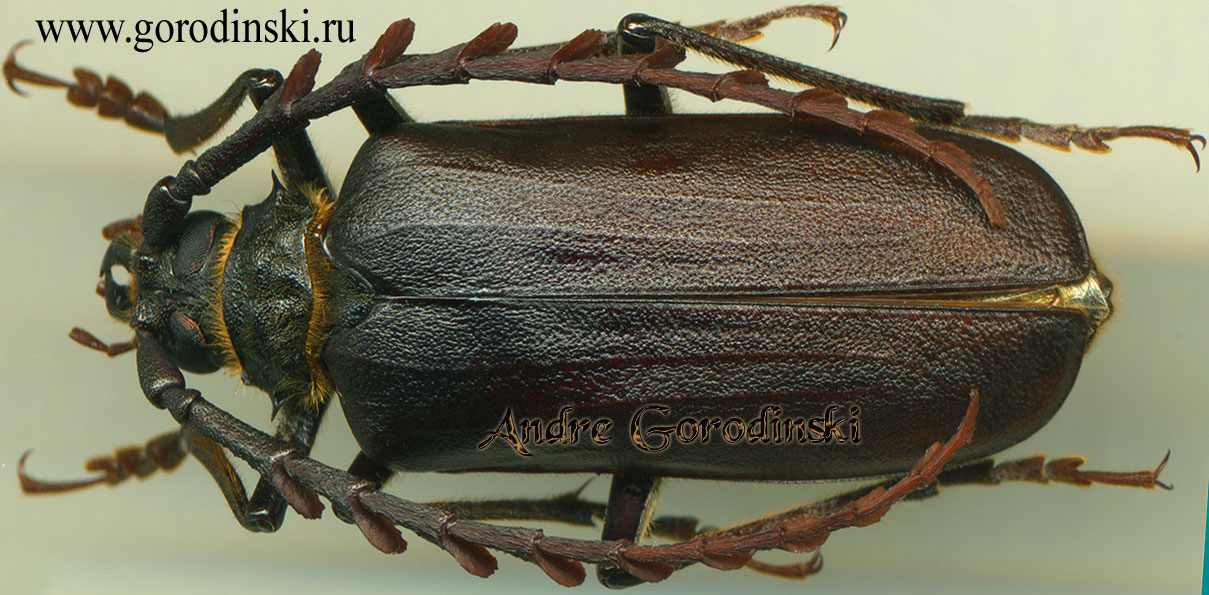 http://www.gorodinski.ru/cerambyx/Prionus corpulentus.jpg